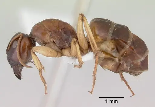 Camponotus longifacies specimen CASENT0172131 image casent0172131_3