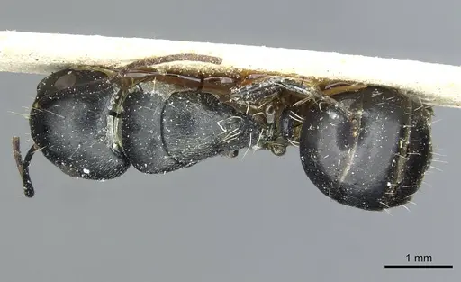 Camponotus longipalpis specimen RMCAENT000017820 image rmcaent000017820_1