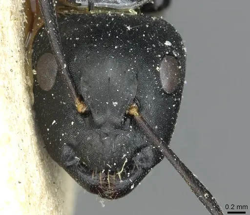 Camponotus longipalpis specimen RMCAENT000017820 image rmcaent000017820_2