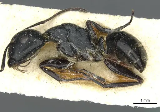 Camponotus longipalpis specimen RMCAENT000017820 image rmcaent000017820_3
