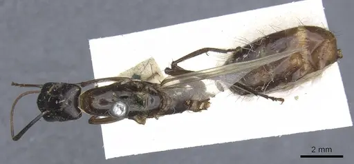 Camponotus longipilis specimen CASENT0905508 image casent0905508_1
