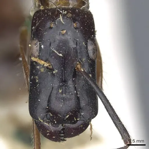 Camponotus longipilis specimen CASENT0905508 image casent0905508_2