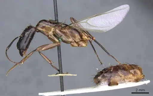 Camponotus longipilis specimen CASENT0905508 image casent0905508_3
