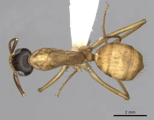Camponotus loweryi specimen CASENT0280196 image casent0280196_1