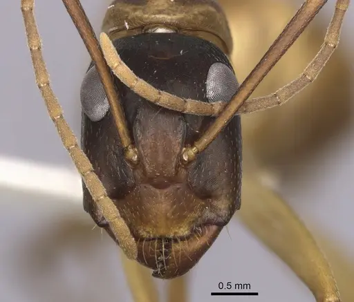 Camponotus loweryi specimen CASENT0280196 image casent0280196_2