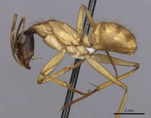 Camponotus loweryi specimen CASENT0280196 image casent0280196_3