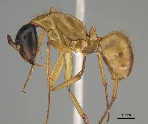 Camponotus loweryi specimen CASENT0887670 image casent0887670_1