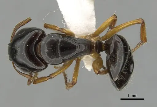 Camponotus lownei specimen CASENT0280215 image casent0280215_1