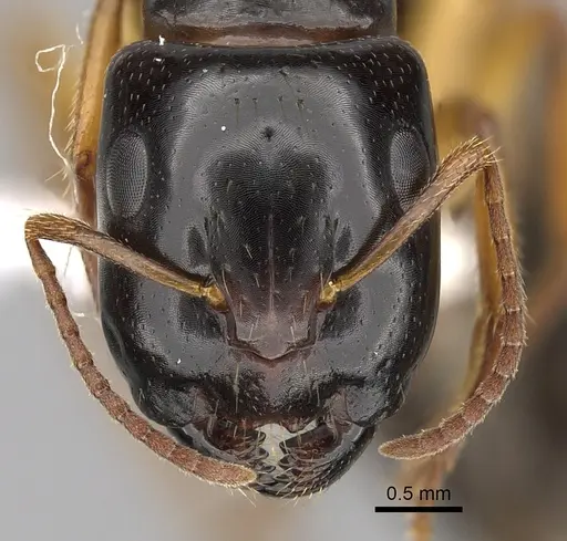Camponotus lownei specimen CASENT0280215 image casent0280215_2