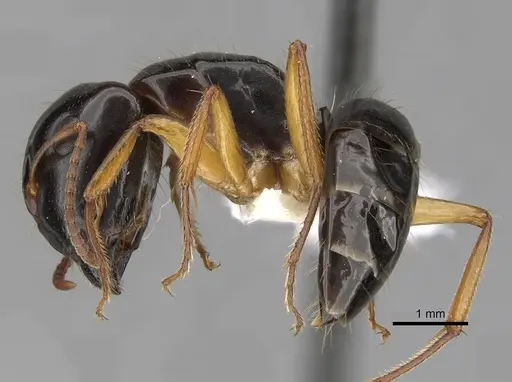 Camponotus lownei specimen CASENT0280215 image casent0280215_3