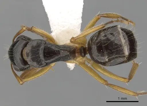 Camponotus lownei specimen CASENT0280216 image casent0280216_1