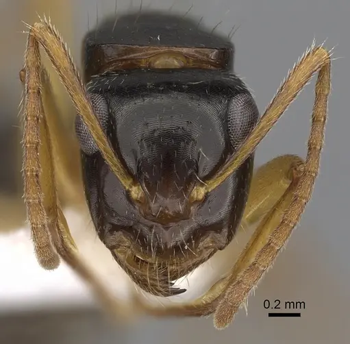 Camponotus lownei specimen CASENT0280216 image casent0280216_2