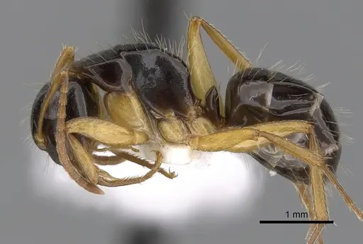 Camponotus lownei specimen CASENT0280216 image casent0280216_3