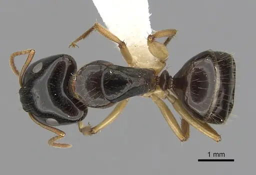 Camponotus lownei specimen CASENT0280227 image casent0280227_1