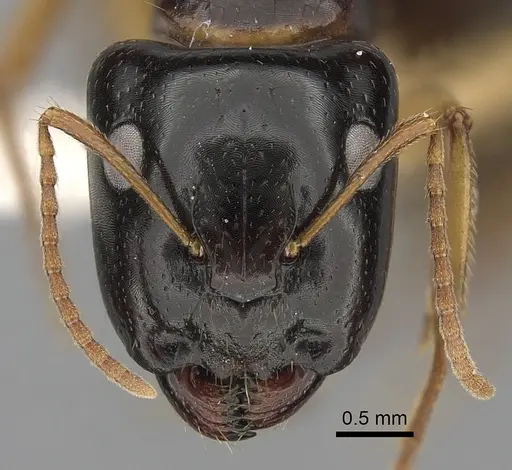 Camponotus lownei specimen CASENT0280227 image casent0280227_2