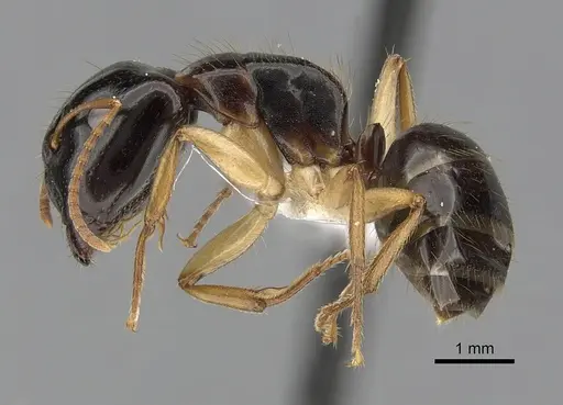 Camponotus lownei specimen CASENT0280227 image casent0280227_3