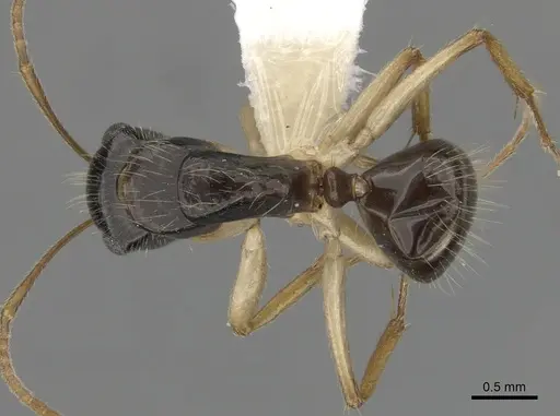 Camponotus lownei specimen CASENT0280228 image casent0280228_1