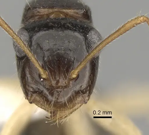 Camponotus lownei specimen CASENT0280228 image casent0280228_2