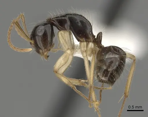 Camponotus lownei specimen CASENT0280228 image casent0280228_3