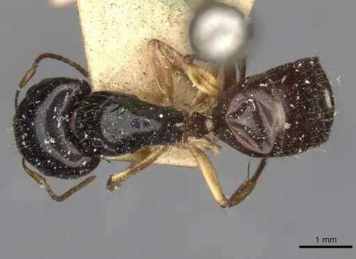 Camponotus lownei specimen CASENT0910389 image casent0910389_1