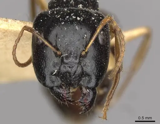 Camponotus lownei specimen CASENT0910389 image casent0910389_2