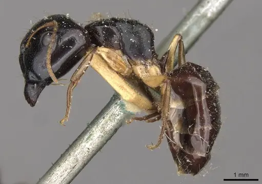 Camponotus lownei specimen CASENT0910389 image casent0910389_3