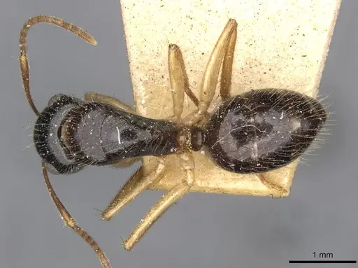 Camponotus lownei specimen CASENT0910390 image casent0910390_1