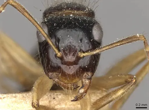 Camponotus lownei specimen CASENT0910390 image casent0910390_2