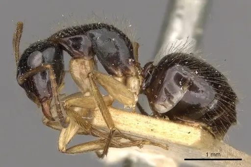 Camponotus lownei specimen CASENT0910390 image casent0910390_3
