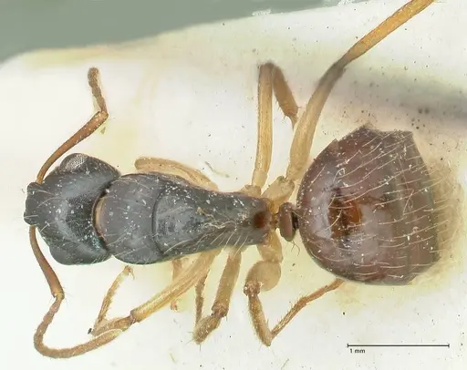 Camponotus lownei specimen FOCOL2246 image focol2246_1