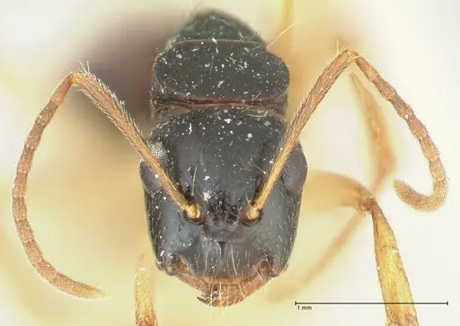 Camponotus lownei specimen FOCOL2246 image focol2246_2