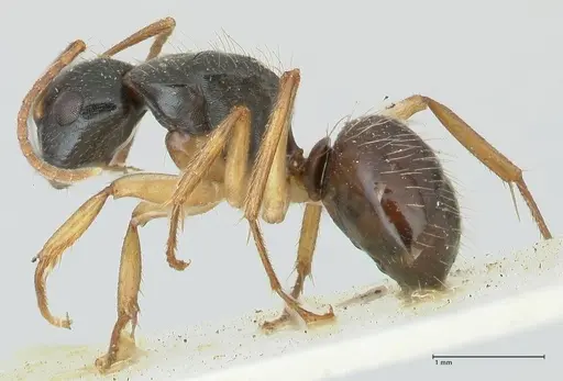 Camponotus lownei specimen FOCOL2246 image focol2246_3