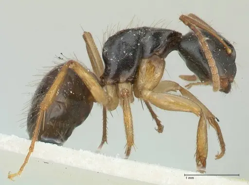 Camponotus lownei specimen FOCOL2246 image focol2246_4