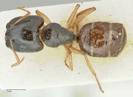 Camponotus lownei specimen FOCOL2247 image focol2247_1
