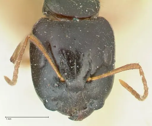 Camponotus lownei specimen FOCOL2247 image focol2247_2
