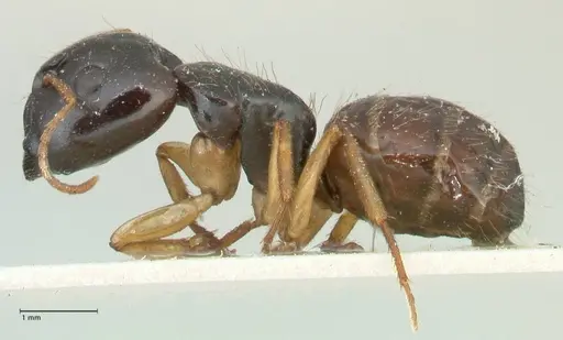 Camponotus lownei specimen FOCOL2247 image focol2247_3