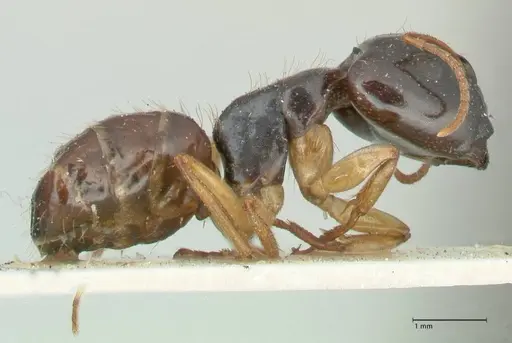 Camponotus lownei specimen FOCOL2247 image focol2247_4
