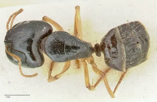 Camponotus lownei specimen FOCOL2248 image focol2248_1