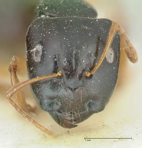Camponotus lownei specimen FOCOL2248 image focol2248_2