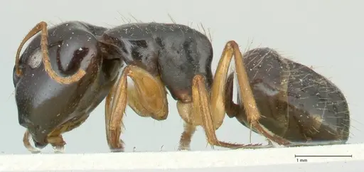 Camponotus lownei specimen FOCOL2248 image focol2248_3
