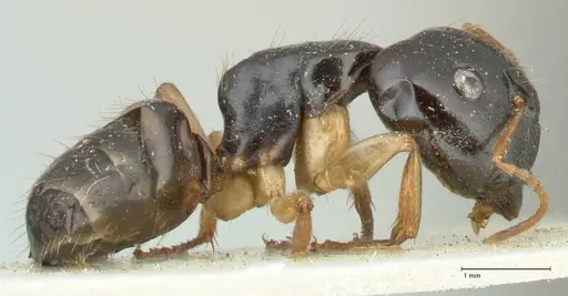 Camponotus lownei specimen FOCOL2248 image focol2248_4