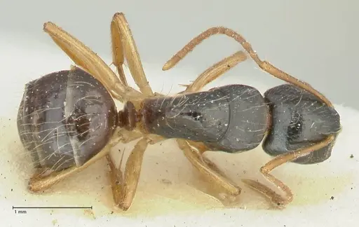 Camponotus lownei specimen FOCOL2249 image focol2249_1
