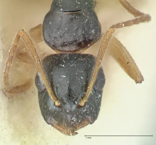 Camponotus lownei specimen FOCOL2249 image focol2249_2