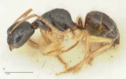 Camponotus lownei specimen FOCOL2249 image focol2249_3