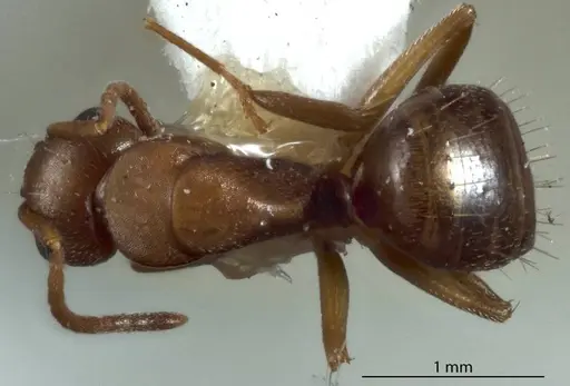Camponotus lownei specimen JDM32-001253 image jdm32-001253_1