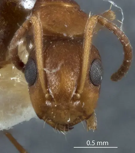 Camponotus lownei specimen JDM32-001253 image jdm32-001253_2