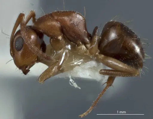 Camponotus lownei specimen JDM32-001253 image jdm32-001253_3