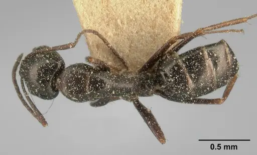 Camponotus lubbocki specimen CASENT0101105 image casent0101105_1