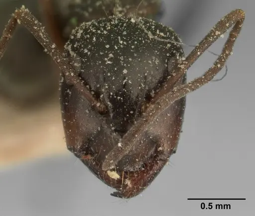 Camponotus lubbocki specimen CASENT0101105 image casent0101105_2