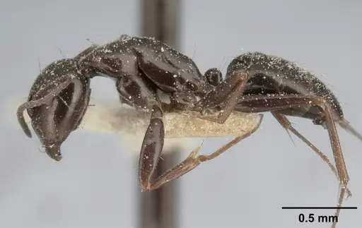 Camponotus lubbocki specimen CASENT0101105 image casent0101105_3